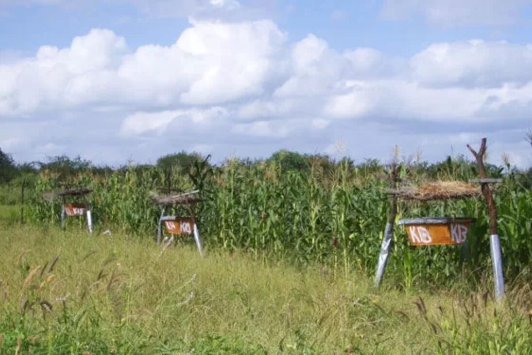 En Kenia, cercas de colmenas usan abejas para alejar elefantes y reducir el conflicto entre humanos y elefantes, protegiendo cultivos.