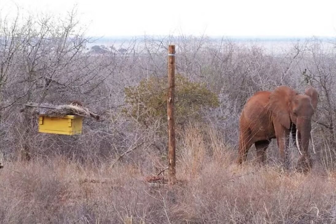 En Kenia, cercas de colmenas usan abejas para alejar elefantes y reducir el conflicto entre humanos y elefantes, protegiendo cultivos.