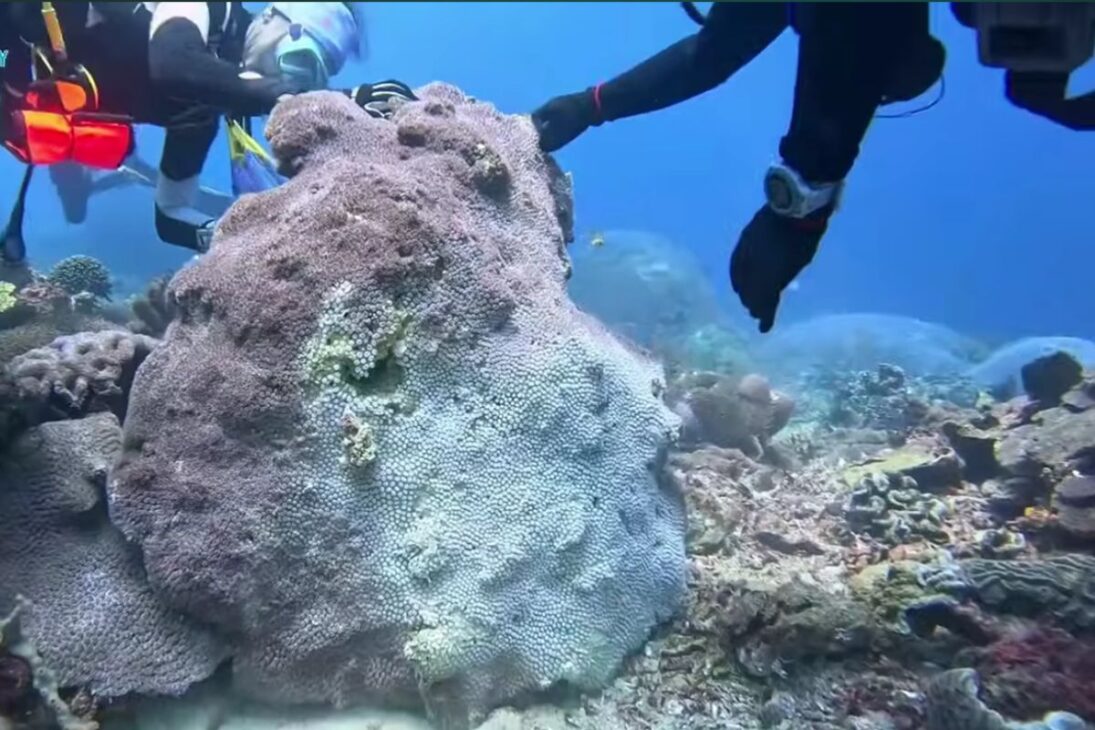 Arrecifes artificiales gigantes transforman el Golfo de Abu Dhabi al acelerar la recuperación de corales con miles de módulos submarinos, devolviendo peces, especies raras y funciones ecológicas tras colapsos térmicos extremos.