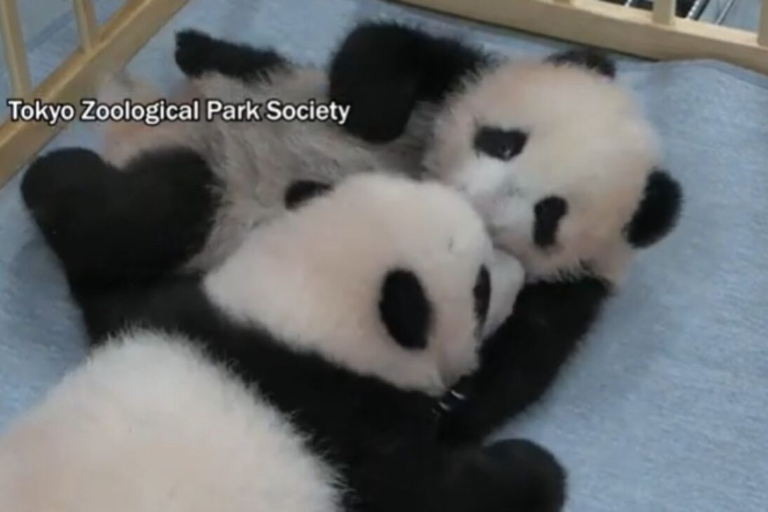 Adiós a los últimos pandas de Japón: Lei Lei y Xiao Xiao dejan hoy Tokio rumbo a China, cierran 50 años en el país y exponen la creciente tensión entre Pekín y Tokio