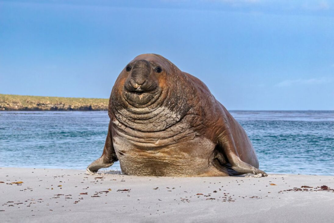 El elefante marino supergigante puede alcanzar seis metros y cuatro toneladas, siendo la mayor foca del planeta vista en las playas de California.