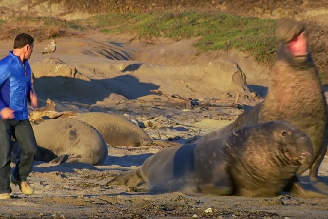 El elefante marino supergigante puede alcanzar seis metros y cuatro toneladas, siendo la mayor foca del planeta vista en las playas de California.
