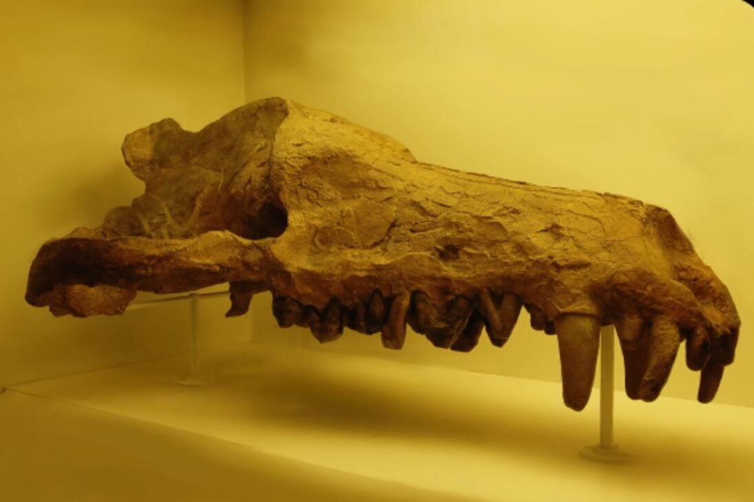 Andrewsarchus, bestia del Eoceno, es mamífero carnívoro artiodáctilo ligado a la línea de las ballenas en uno de los fósiles más enigmáticos del Eoceno.