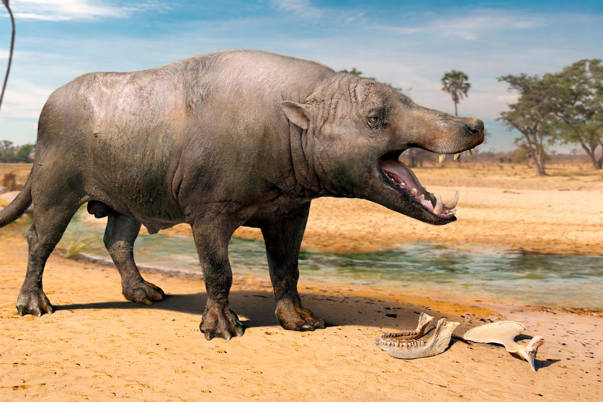 Andrewsarchus, a “besta” do Eoceno crânio de 1 metro, dentes gigantes e 100 anos de mistério, agora ligado aos artiodáctilos da linhagem das baleias, não a um lobo gigante (2)