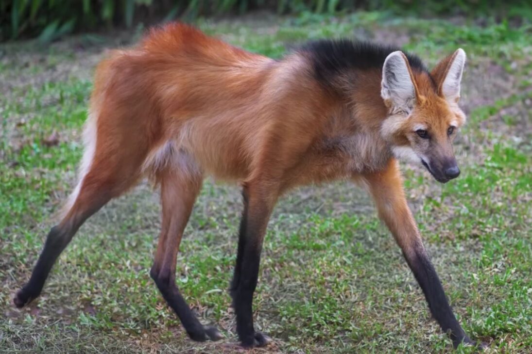 Animal que vive en Brasil, el lobo-guará del Cerrado caza nocturna, come fruta, hace dispersión de semillas y resiste entre granjas y ciudades brasileñas.