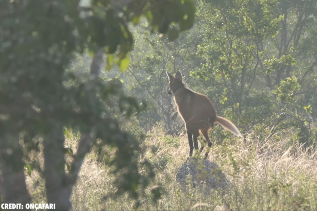 Animal que vive en Brasil, el lobo-guará del Cerrado caza nocturna, come fruta, hace dispersión de semillas y resiste entre granjas y ciudades brasileñas.