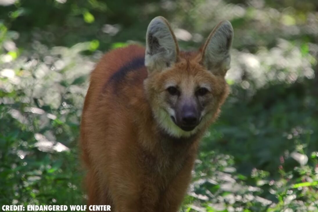 Animal que vive en Brasil, el lobo-guará del Cerrado caza nocturna, come fruta, hace dispersión de semillas y resiste entre granjas y ciudades brasileñas.