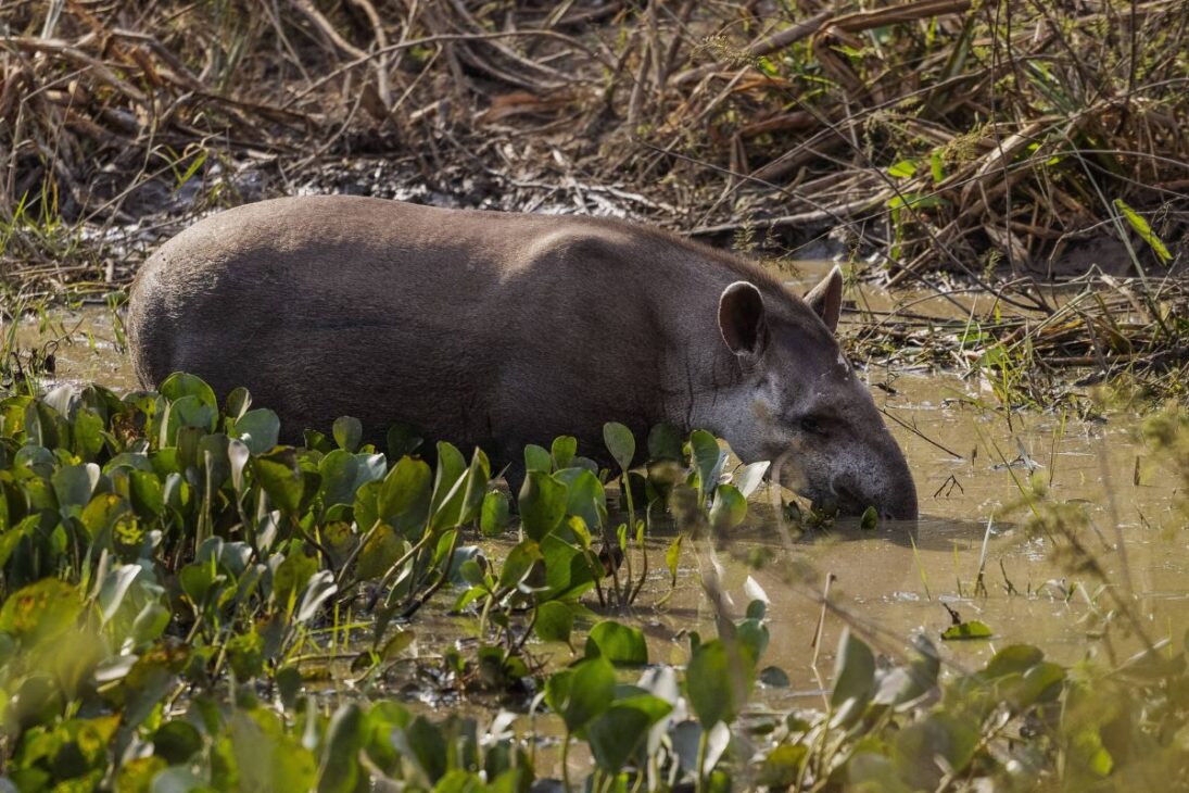 Desiertos agrícolas recuperan suelo con grandes herbívoros al aumentar retención de agua y aplicar agricultura regenerativa en proyectos globales monitorados en 2026.