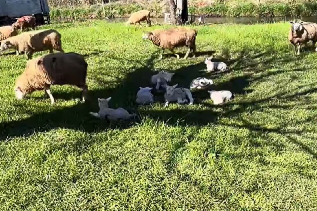 Reforma de casa abandonada y casa abandonada en el interior se convierten en criadero de ovejas y cría de ovejas en el RS, mostrando vida en el campo real.