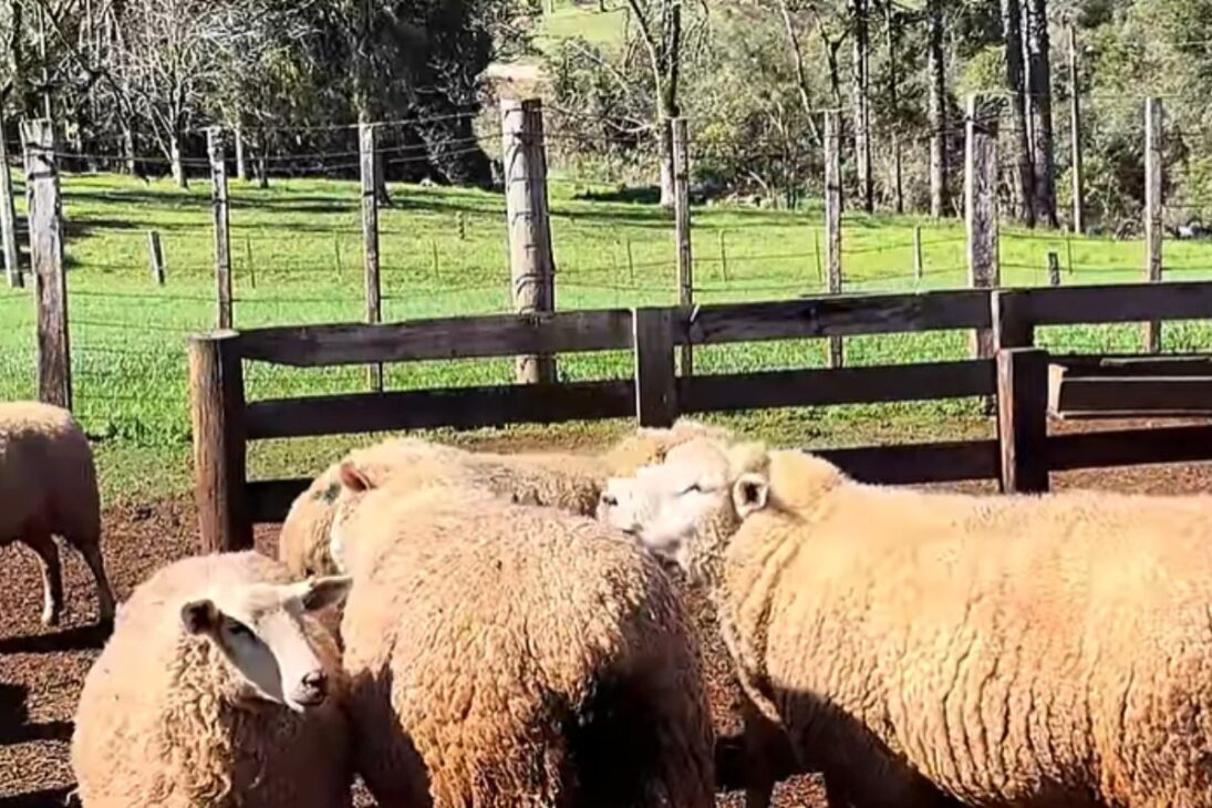 Reforma de casa abandonada y casa abandonada en el interior se convierten en criadero de ovejas y cría de ovejas en el RS, mostrando vida en el campo real.