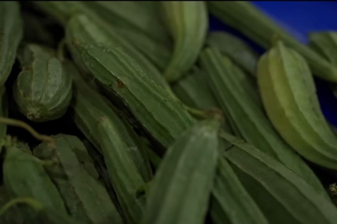 Conoce la granja regenerativa que usa pastoreo planificado, suelo saludable, vacas en pastoreo y alimentos locales para recuperar 100 acres.