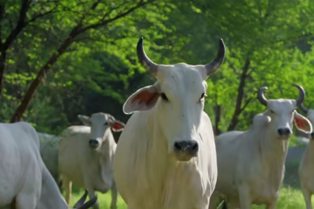 Conoce la granja regenerativa que usa pastoreo planificado, suelo saludable, vacas en pastoreo y alimentos locales para recuperar 100 acres.