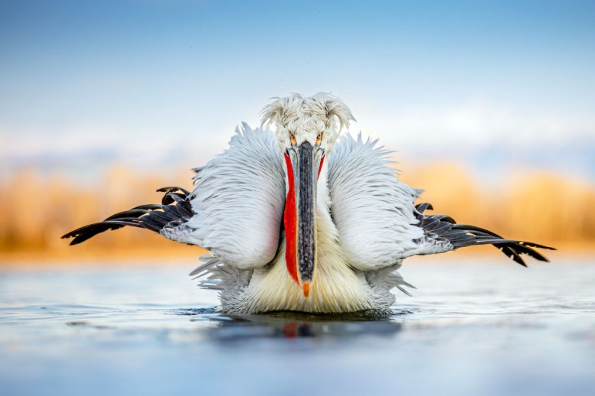 Nos Bálcãs, o pelicano-dálmata volta graças à restauração ambiental de zonas úmidas e ao avanço da conservação da natureza em toda a Europa.