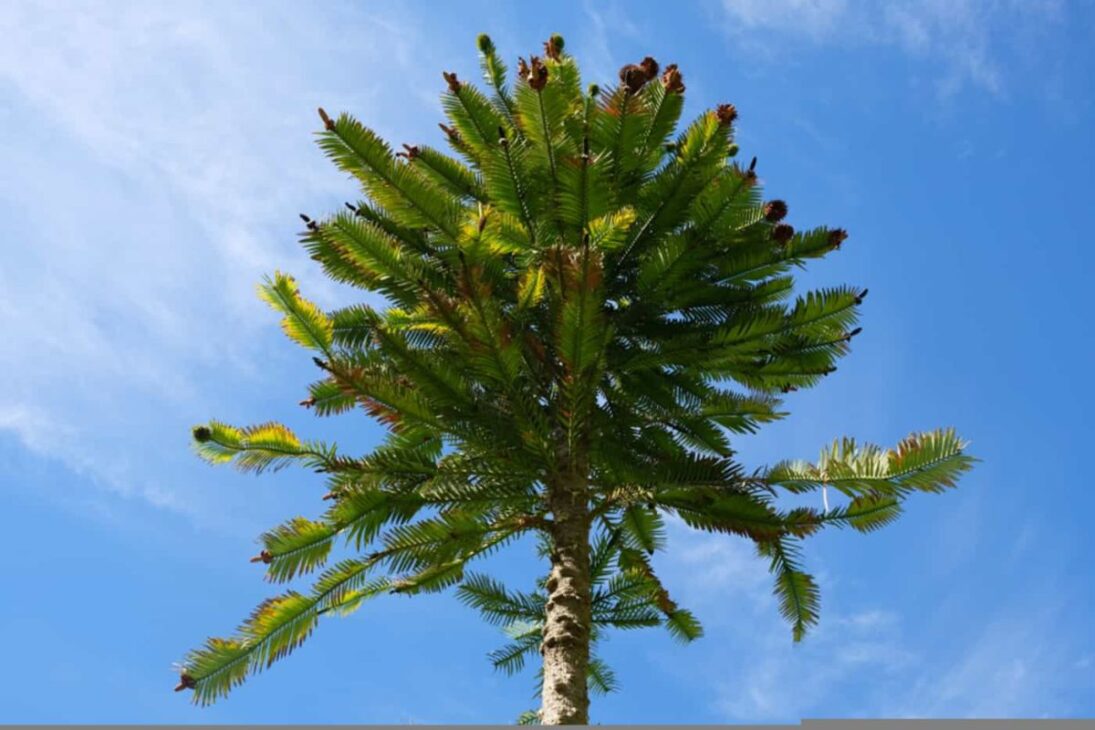 El ‘árbol dinosaurio’ en el cañón: el pino Wollemi enfrenta Phytophthora cinnamomi e incendios, con secreto, multa y prisión en Australia.
