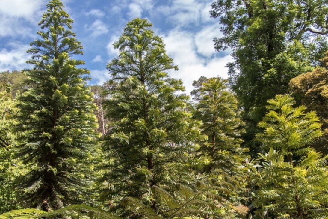 El ‘árbol dinosaurio’ en el cañón: el pino Wollemi enfrenta Phytophthora cinnamomi e incendios, con secreto, multa y prisión en Australia.