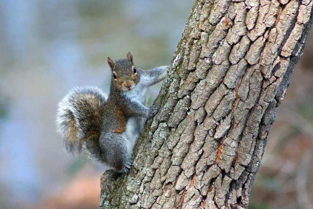 Las Especies Invasoras Se Convierten En Una Disputa: Activistas Bloquean El Control, La Expansión Se Acelera Y El Colapso Ambiental Emplea Costos Y Daños Al Poder Público.