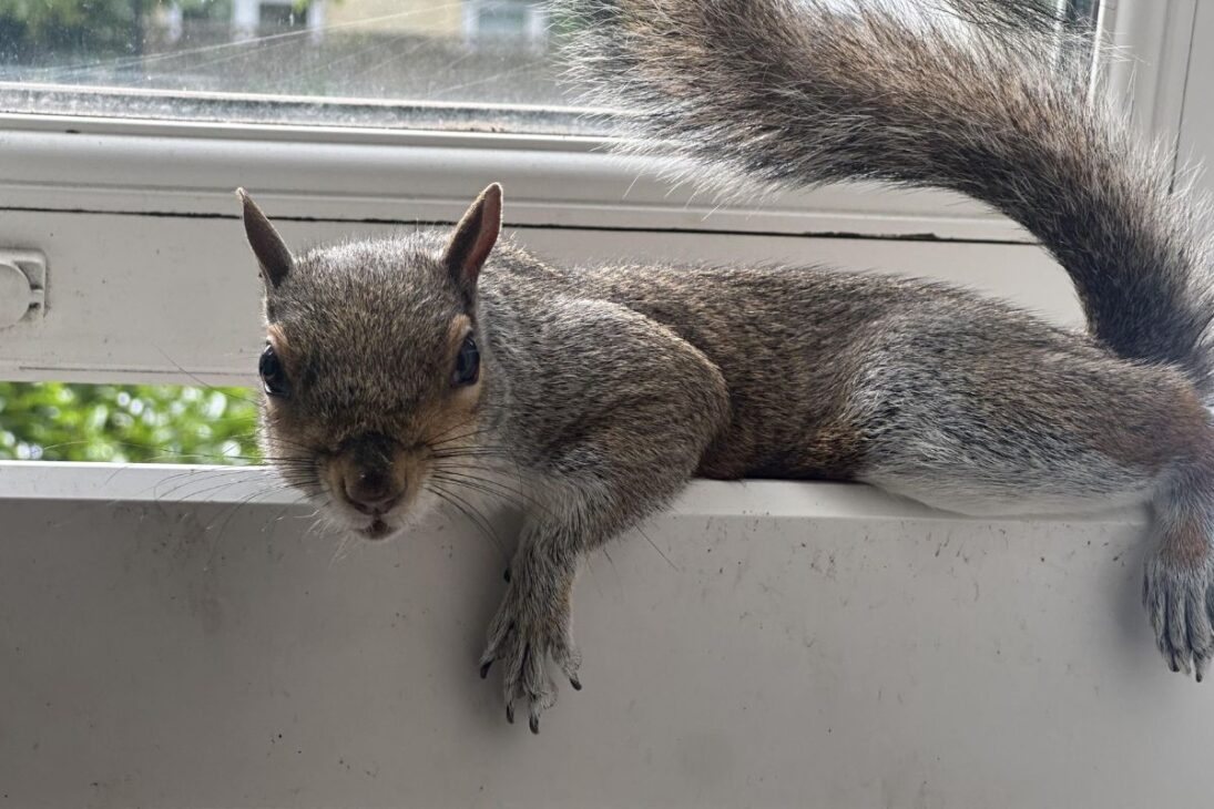 Las Especies Invasoras Se Convierten En Una Disputa: Activistas Bloquean El Control, La Expansión Se Acelera Y El Colapso Ambiental Emplea Costos Y Daños Al Poder Público.