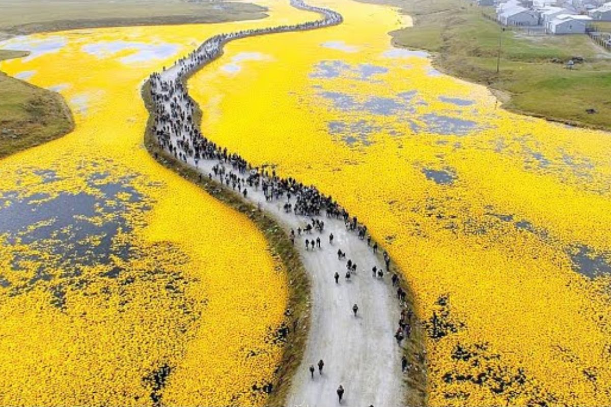 Austrália criou uma praga ao soltar sapos para salvar lavouras, perdeu o controle do experimento, devastou ecossistemas inteiros e acabou apelando para o canibalismo