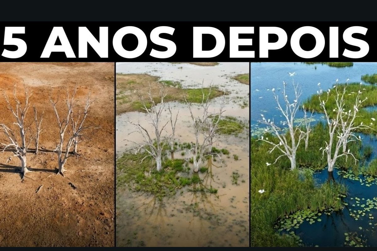 Austrália remove barragem e revela pântano esquecido, onde a natureza renasce em um exemplo raro de restauração ambiental e recuperação ecológica moderna.