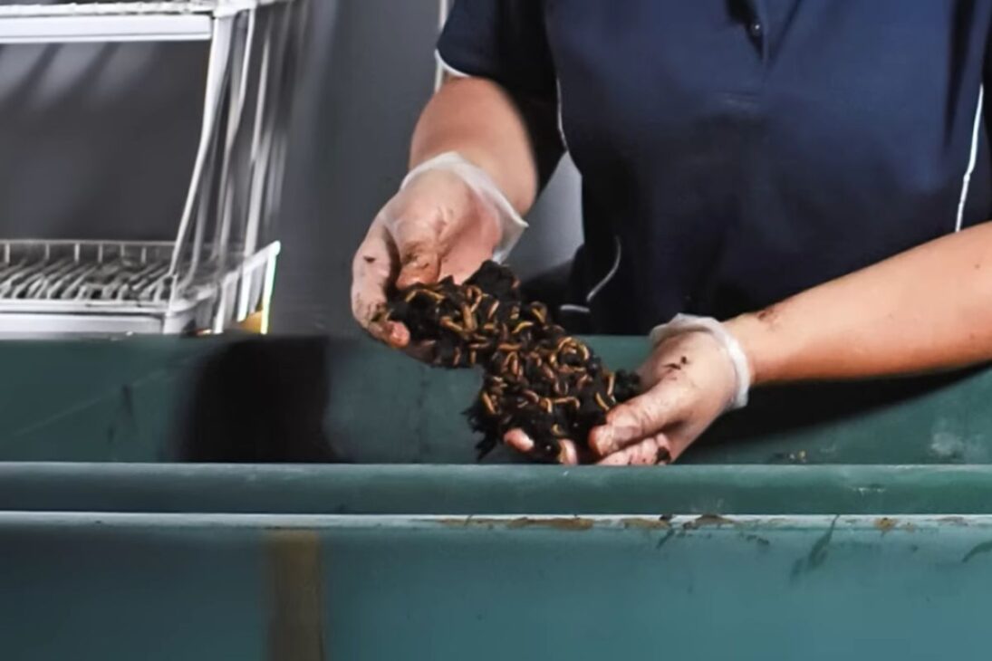 larvas en Nueva Gales del Sur entran en pruebas para reducir metano en vertederos y convertir residuos en alimento para animales y fertilizante, con contenedores de millones de larvas y metas de escala urbana en Sídney.