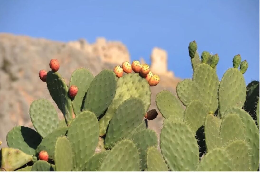 Millones De Huevos De Mariposa En Control Biológico Con Cactoblastis Cactorum Contra El Cacto Invasor De Higo De India Salvaron Tierras Agrícolas En Australia.