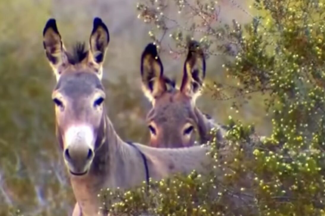 Cómo los burros salvajes en Australia, utilizados con planificación ambiental, pueden salvar el desierto, recuperar el suelo y cambiar el futuro de los burros salvajes.