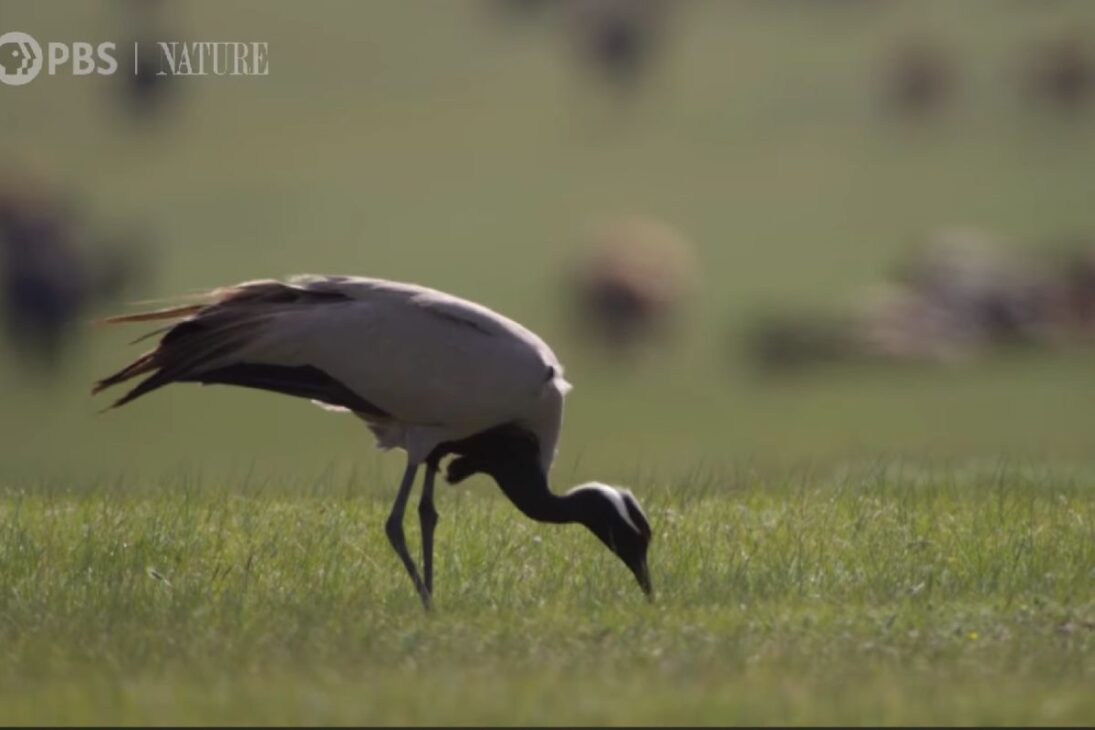 El ave protege huevos y polluelos en las praderas al reaccionar a la aproximación de ovejas, recurriendo a la rara patada de grúas para alejar el rebaño y preservar el nido.