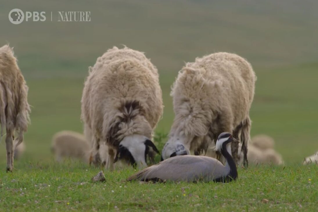 El ave protege huevos y polluelos en las praderas al reaccionar a la aproximación de ovejas, recurriendo a la rara patada de grúas para alejar el rebaño y preservar el nido.