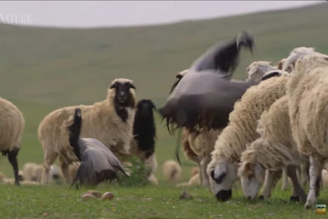 El ave protege huevos y polluelos en las praderas al reaccionar a la aproximación de ovejas, recurriendo a la rara patada de grúas para alejar el rebaño y preservar el nido.