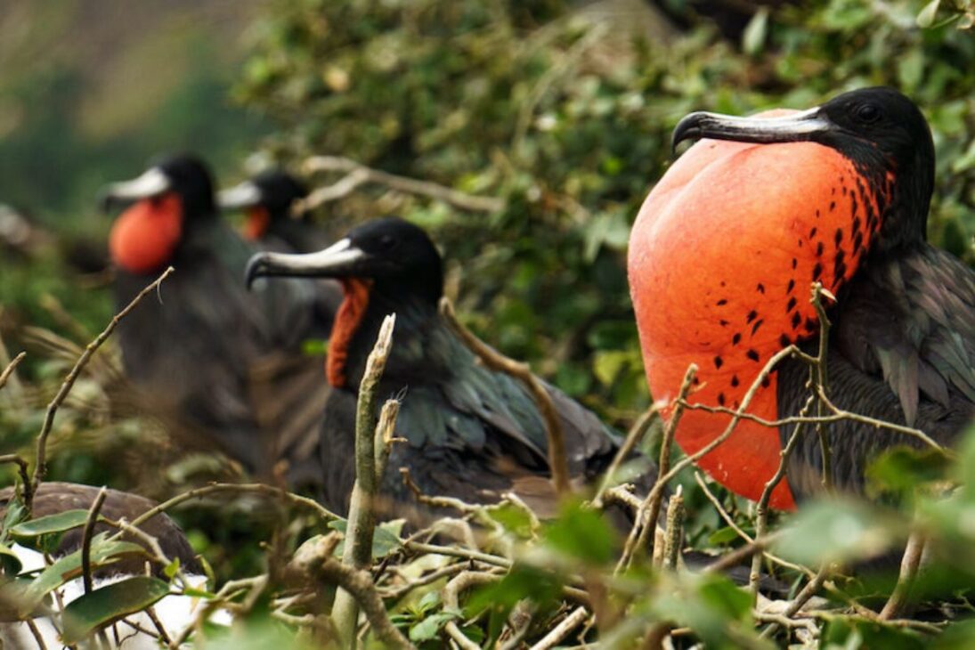Las aves marinas regresan a islas degradadas, esparcen guano, recuperan suelo e impulsan la vegetación, mostrando cómo este proceso natural acelera la transformación ecológica de paisajes antes considerados áridos.