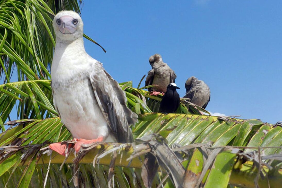 Las aves marinas regresan a islas degradadas, esparcen guano, recuperan suelo e impulsan la vegetación, mostrando cómo este proceso natural acelera la transformación ecológica de paisajes antes considerados áridos.