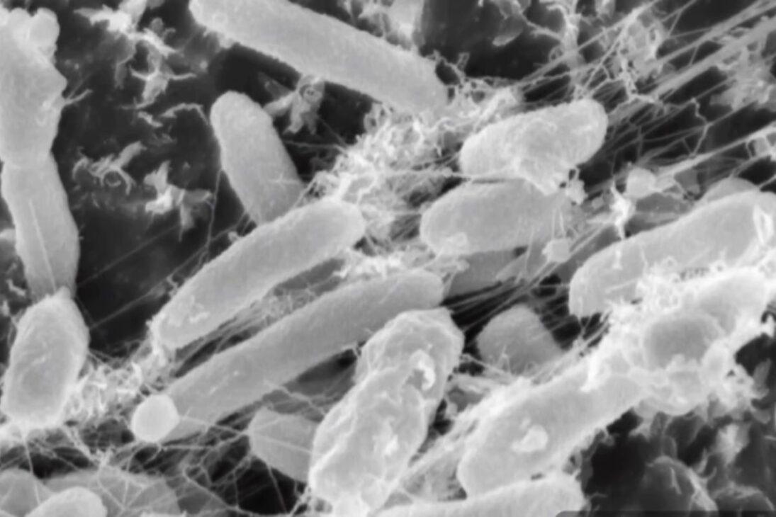 Bactérias que comem petróleo explicam como 75% do óleo da Deepwater Horizon “sumiu” no Golfo de México, salvam o mar, mas criam zonas mortas e aceleram a corrosão.