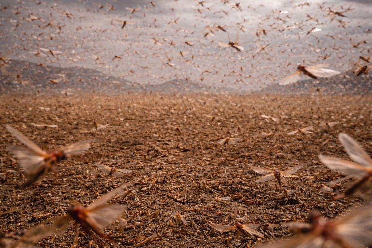 Gafanhotos devastaram a África Oriental, agravaram a crise alimentar, expuseram limites do controle químico e levaram comunidades a transformar praga em alimento.