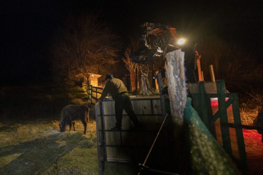 Bisontes europeos llegan a Zhenda, en las Montañas Ródope, Bulgaria: el rewilding eleva la población a 24 y refuerza la biodiversidad, además de secuestro de carbono y turismo de naturaleza.