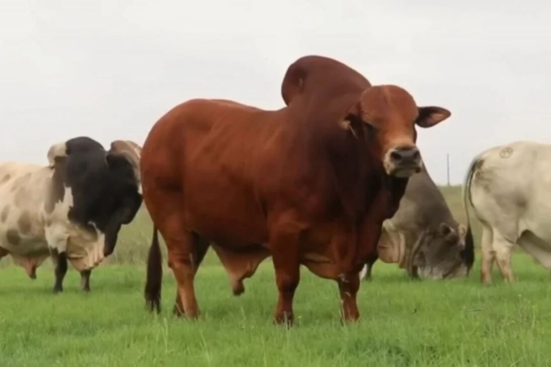 El cebú africano Boran enfrenta desconfianza en el sertão y necesita demostrar en el pasto seco y en el calor que entrega resultados para no convertirse en una promesa restringida en la ganadería tropical brasileña.