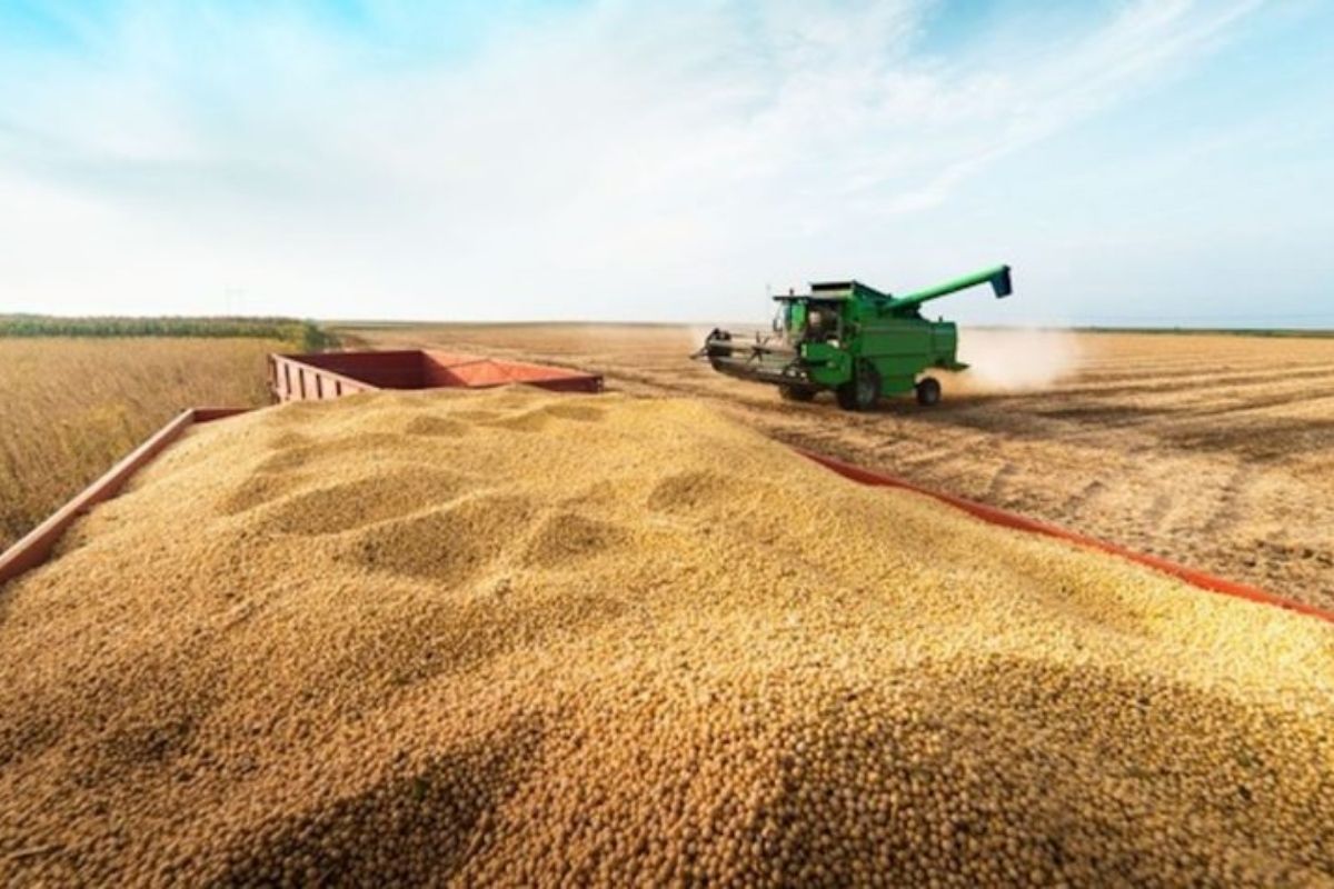 Produção de grãos atinge recorde, impulsionada pela produtividade agrícola; IBGE destaca safra brasileira com liderança do Centro-Oeste e ganhos sustentáveis no campo.