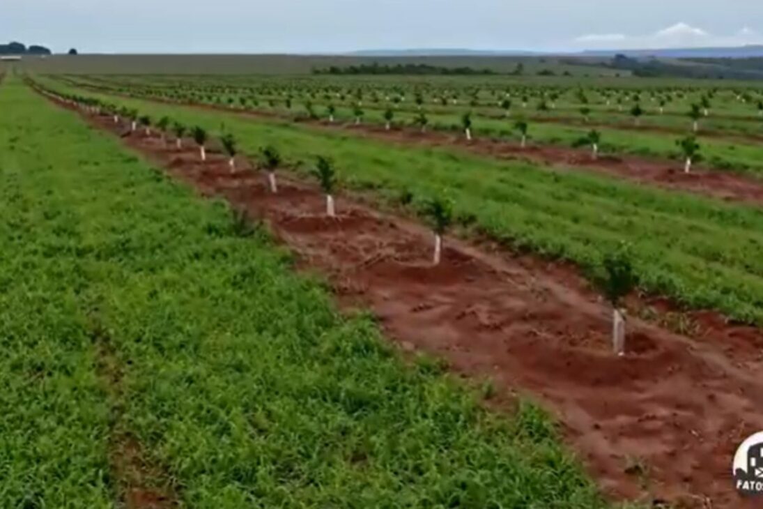 Cutrale se convierte en el mayor del mundo en la naranja, domina el jugo de naranja, es el mayor productor de jugo de naranja en el mercado mundial de jugo de naranja.