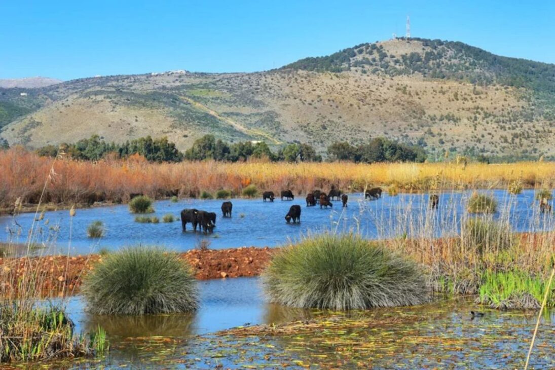 Búfalos de Água no Vale do Hula em Israel: turfa recupera umidade com lago Agamon e trilhas; entenda a restauração e impactos.