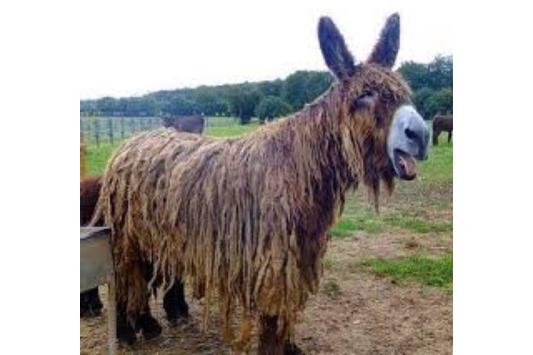 Burros y Asnos Raros Revelan las Razas de Burros y Asnos Más Increíbles, del Burro de Poitou al American Mammoth Jackstock y al Asno Salvaje Africano.