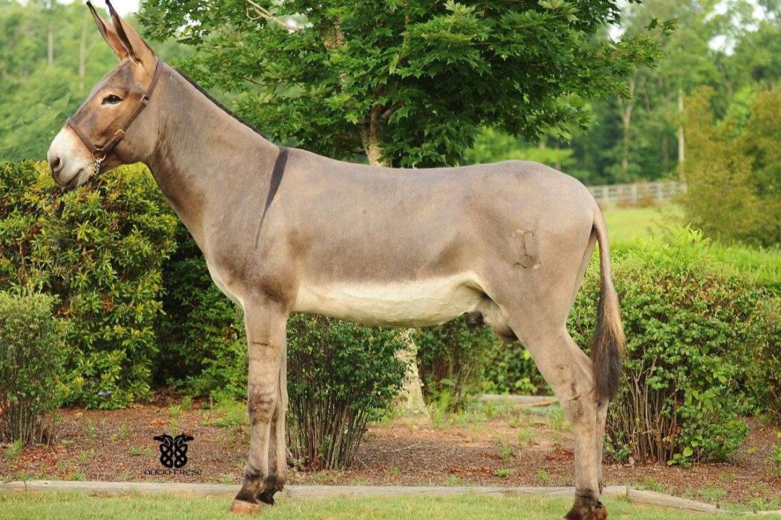 Burros y Asnos Raros Revelan las Razas de Burros y Asnos Más Increíbles, del Burro de Poitou al American Mammoth Jackstock y al Asno Salvaje Africano.