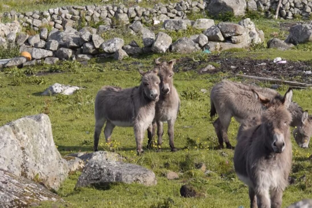 Burros y Asnos Raros Revelan las Razas de Burros y Asnos Más Increíbles, del Burro de Poitou al American Mammoth Jackstock y al Asno Salvaje Africano.