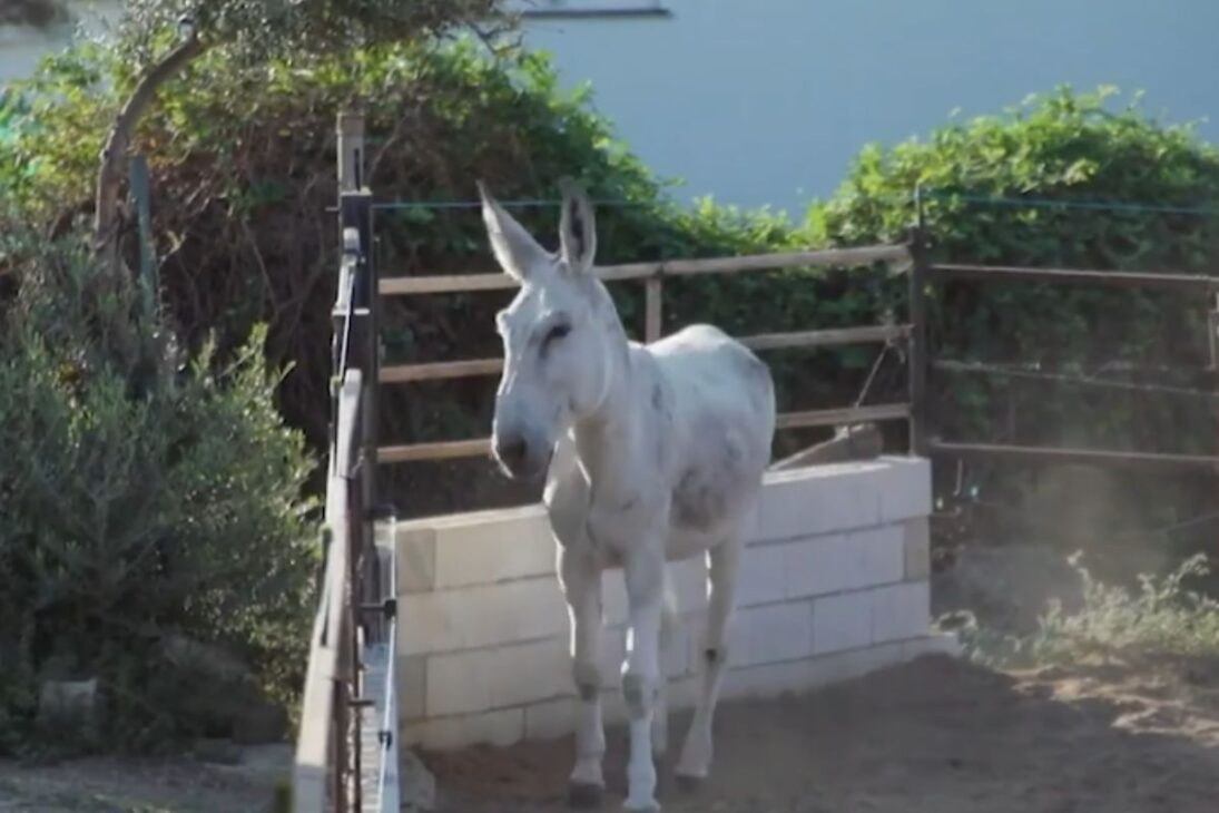 Burros y Asnos Raros Revelan las Razas de Burros y Asnos Más Increíbles, del Burro de Poitou al American Mammoth Jackstock y al Asno Salvaje Africano.