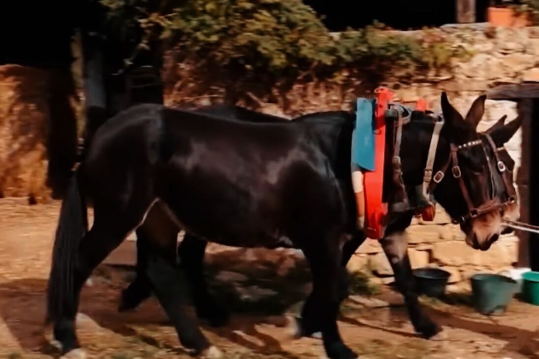 Burros y Asnos Raros Revelan las Razas de Burros y Asnos Más Increíbles, del Burro de Poitou al American Mammoth Jackstock y al Asno Salvaje Africano.