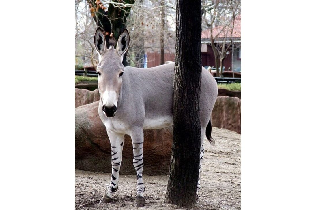 Burros y Asnos Raros Revelan las Razas de Burros y Asnos Más Increíbles, del Burro de Poitou al American Mammoth Jackstock y al Asno Salvaje Africano.