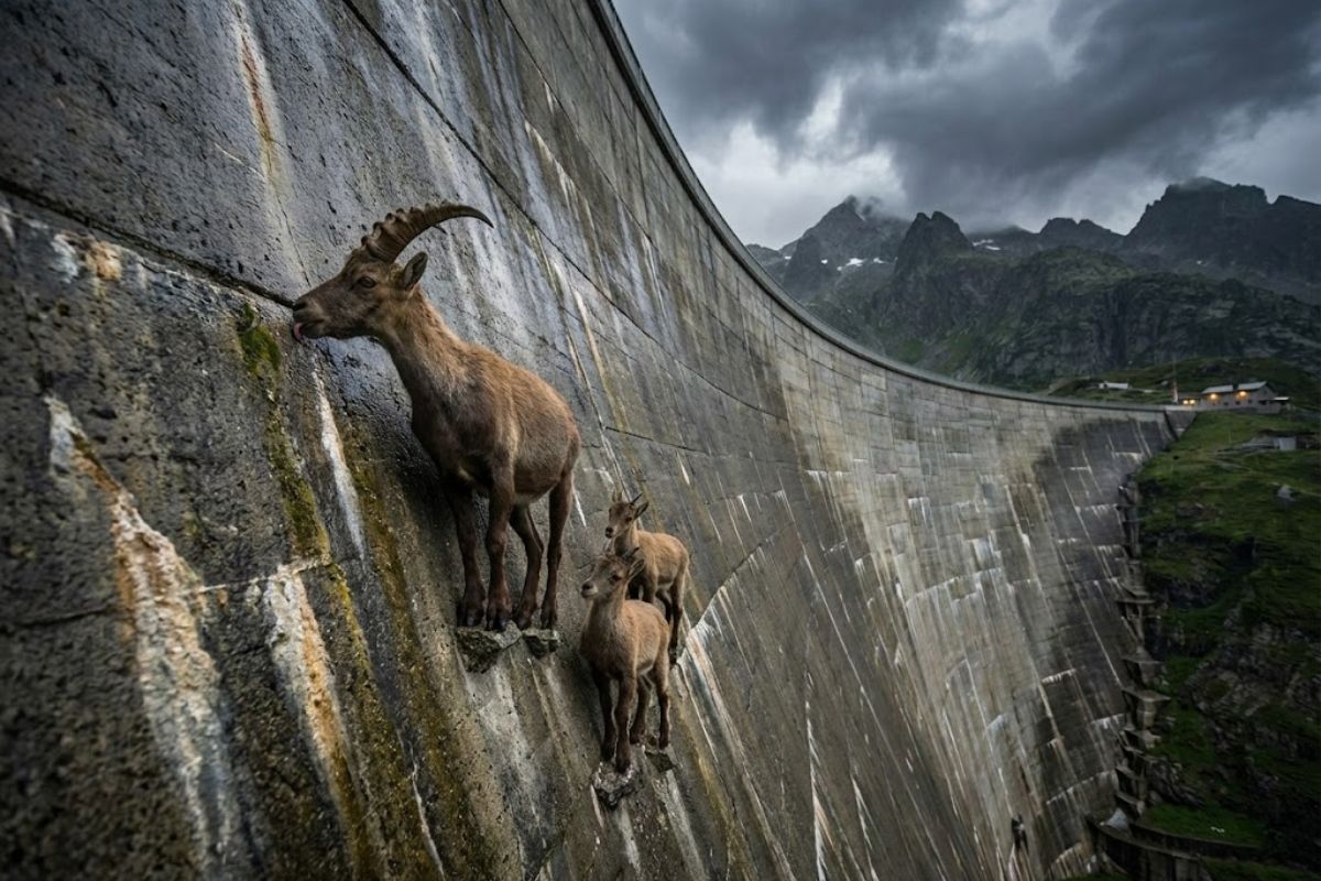 Cabra selvagem íbex escala represa em busca de sal e minerais vitais, revelando como a sobrevivência nas montanhas depende de equilíbrio, química corporal e água.