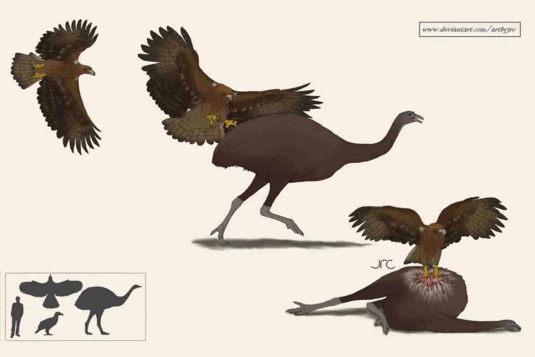 En Nueva Zelanda, el águila de Haast dominó los bosques cazando moas; la envergadura y las garras ayudan a entender ataques veloces y el colapso tras la llegada humana.