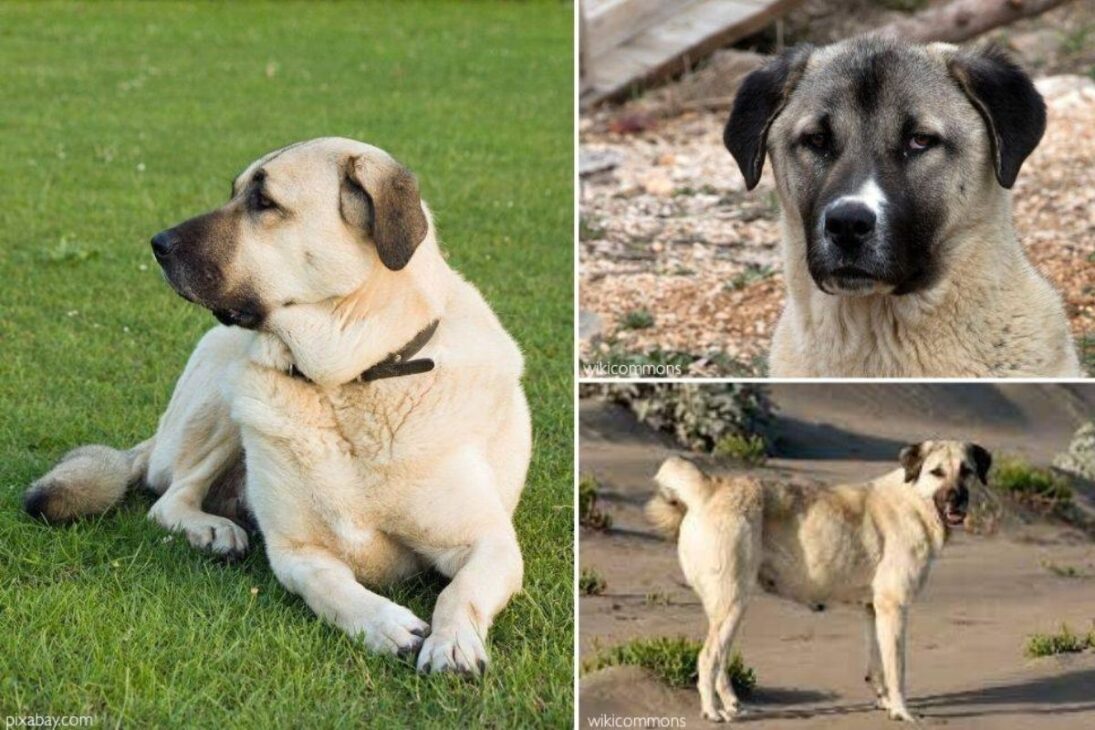 En Namibia, perros de guarda y perros de guarda de rebaño con Pastor de Anatolia protegen ganado y guepardos en Namibia y se convierten en un ejemplo de conservación de guepardos.