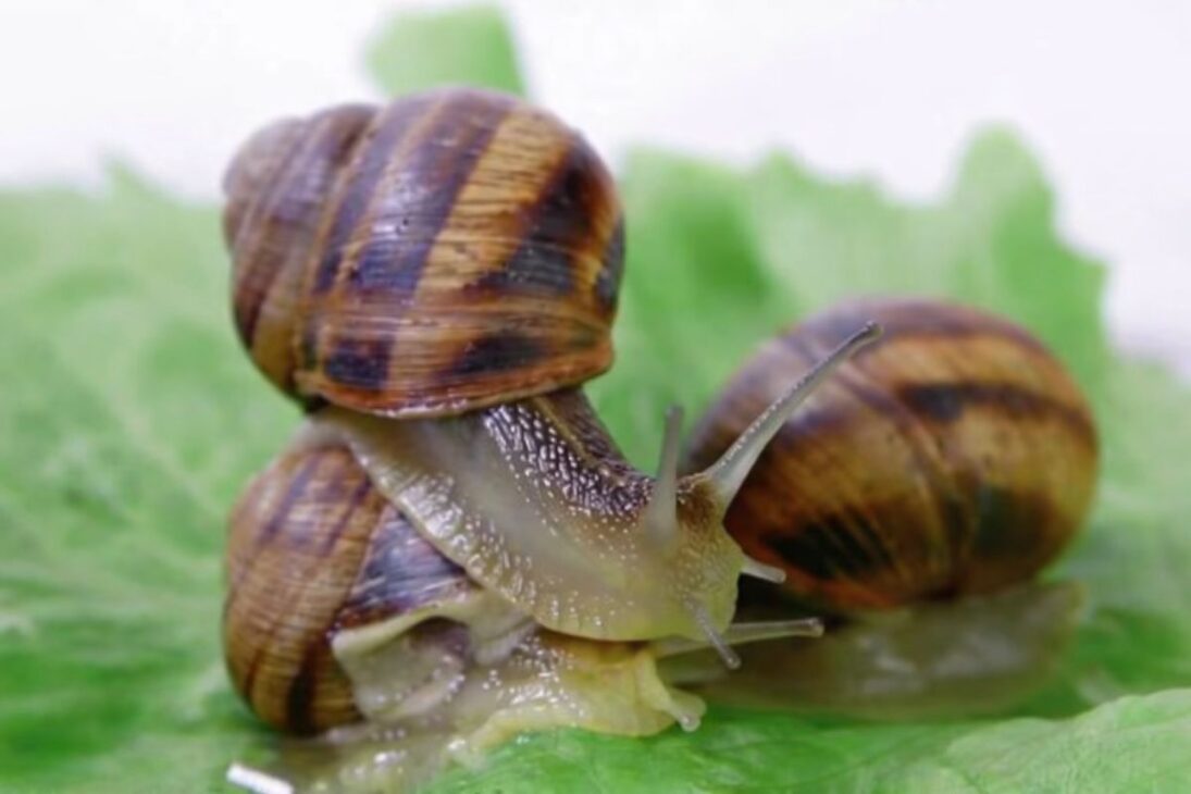 En Florida, el caracol gigante y el caracol gigante africano, especie invasora, propagan parásitos en el cerebro y perjuicios.