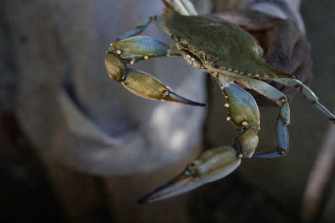 En La Laguna Skardavari, chefs y pescadores utilizan el cangrejo azul para transformar la plaga en un nuevo plato y salvar almejas y la tradición local.