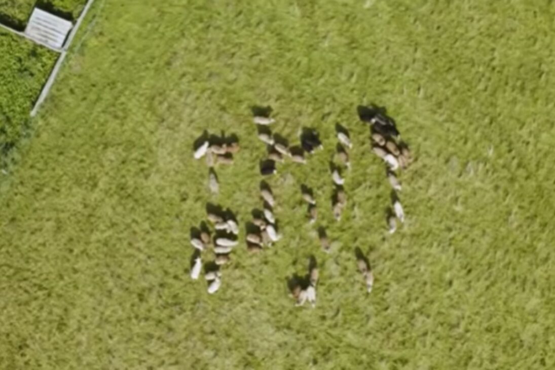 Del Campo Muerto En Oasis Autosostenible A La Selva Comestible Y Al Jardín Forestal, Ve Cómo La Agricultura Regenerativa Diseña La Agricultura Del Futuro